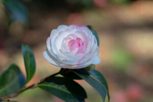Camellia Early Pearly